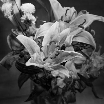 Almost Macro - 8x10 View Camera