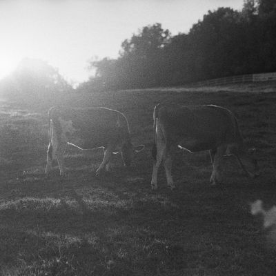 Out to Pasture
