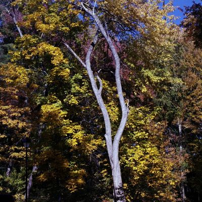 Fall Colors