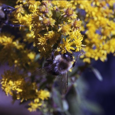 Bumble Bees