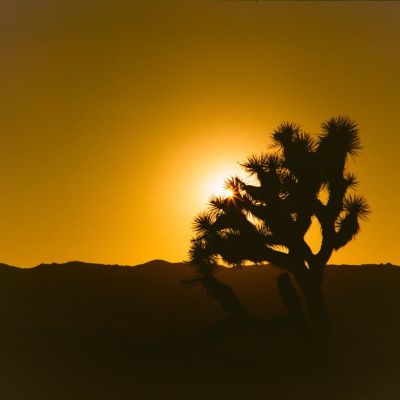 Prickly Sunlight