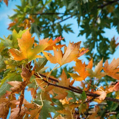 First Signs of Fall