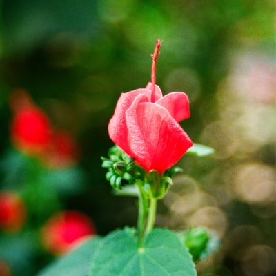 Garden Jewel