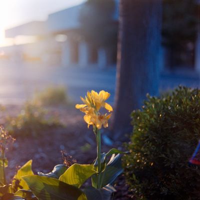 Main Street Flower