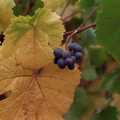A Wine Country Fall - Napa, CA