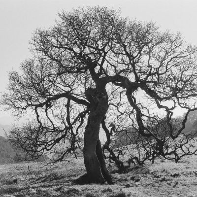 Single Tree - Sonoma, CA