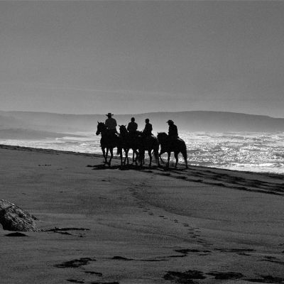 Horses at Bodega Dunes