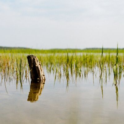 Saltmarsh Stump