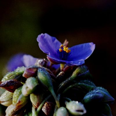 Spiderwort