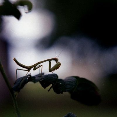 Praying Mantis