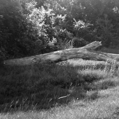 Fallen Giant