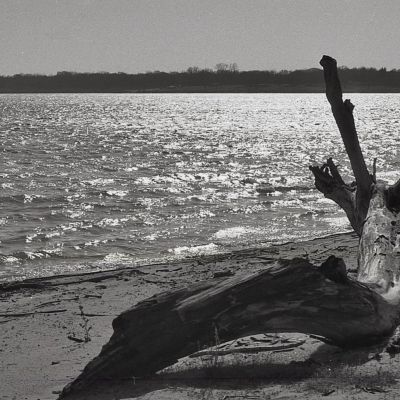 Driftwood