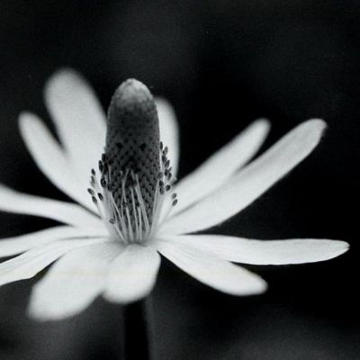 Anemone