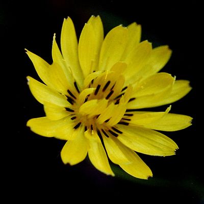 Desert Chicory