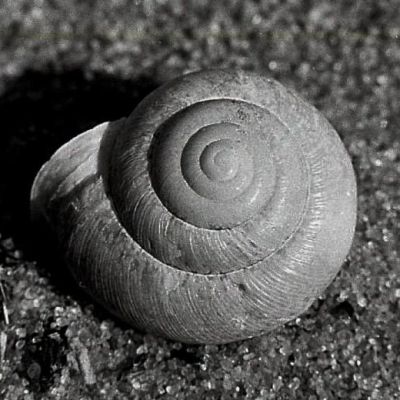 Snail shell