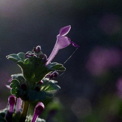 Henbit Deadnettle