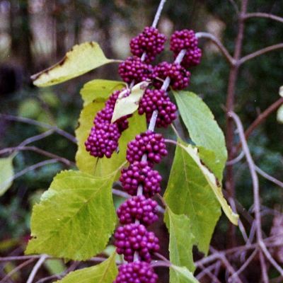 American Beauty Berry