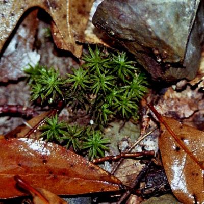Young pine tree and fall leaves after a gentle rain.