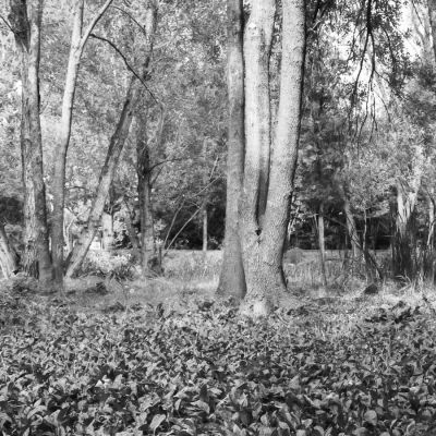 Grounds of Autumn