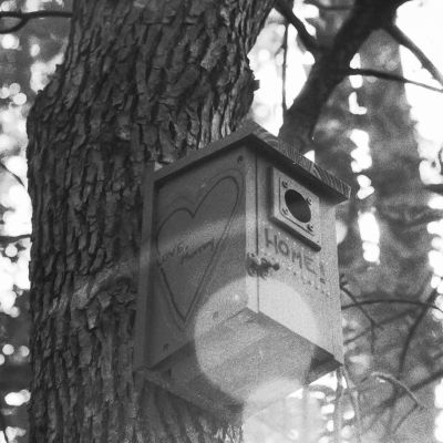 Birdhouse on a tree