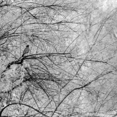 Bird in Autumn Tree #2