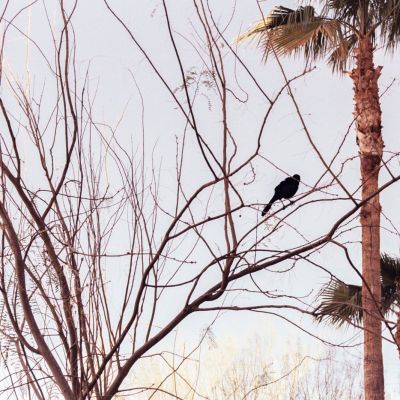 A bird in a tree