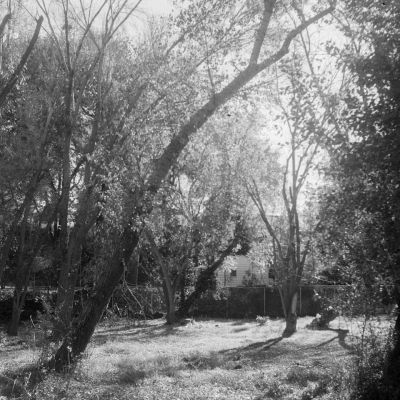 Tress and shadows in Murray Park