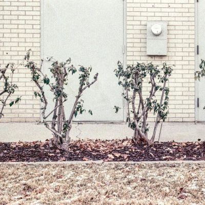 Church shrubs, off season
