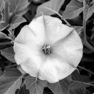 Morning Flower