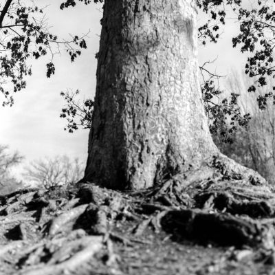 The Tree where we Dream