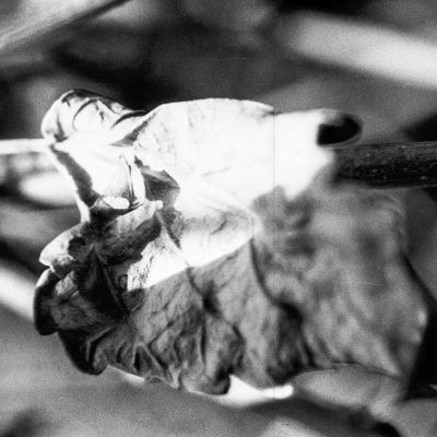 A leaf's last breath