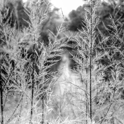 River through the Reeds