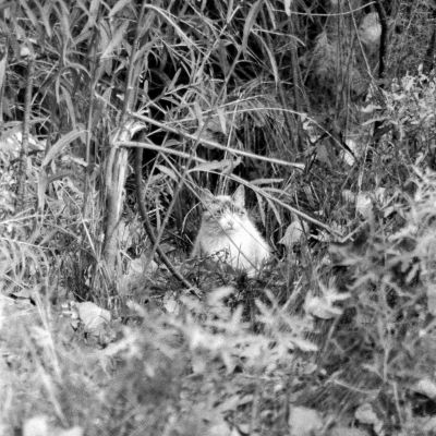 The Hidden Cat