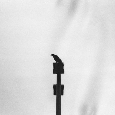 Silhouette of pearched Bird of Prey