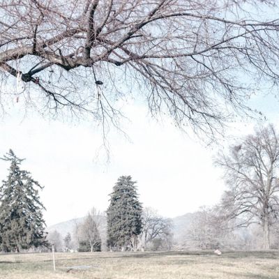 Tree(s)