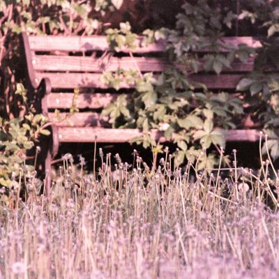 A Bench's Patience