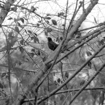 Bird in Autumn Tree #1