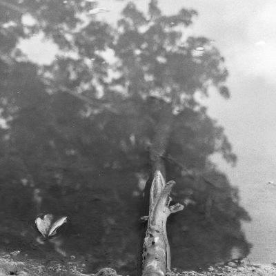 Trees as seen in water