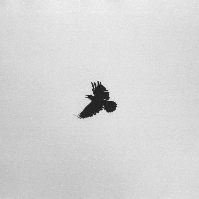 Silhouette of Bird in flight