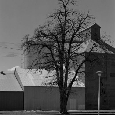 Dead Locust Tree