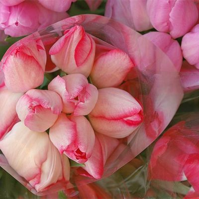 Tulipomania
