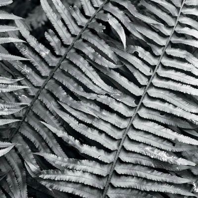 Rainforest Ferns