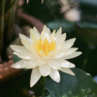 Lily