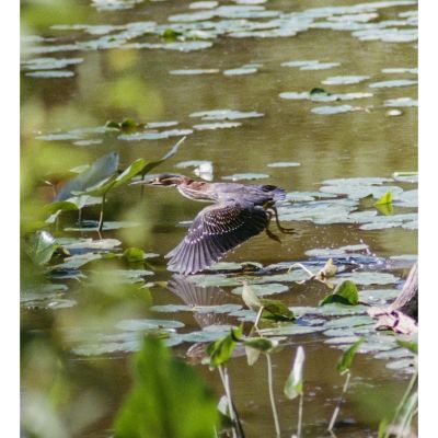 Green Heron Flying Away