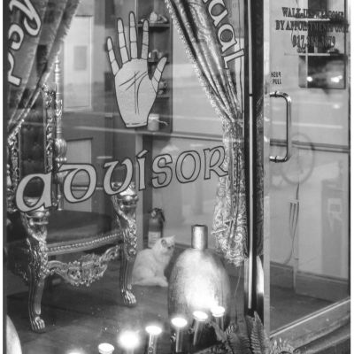 Cat Psychic, NYC